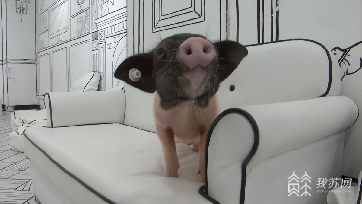 撸猪店火了!rua“二师兄”要注意这些……