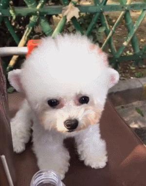 茶杯犬的来历很惨的不建议养,畸形约克夏梗茶杯犬