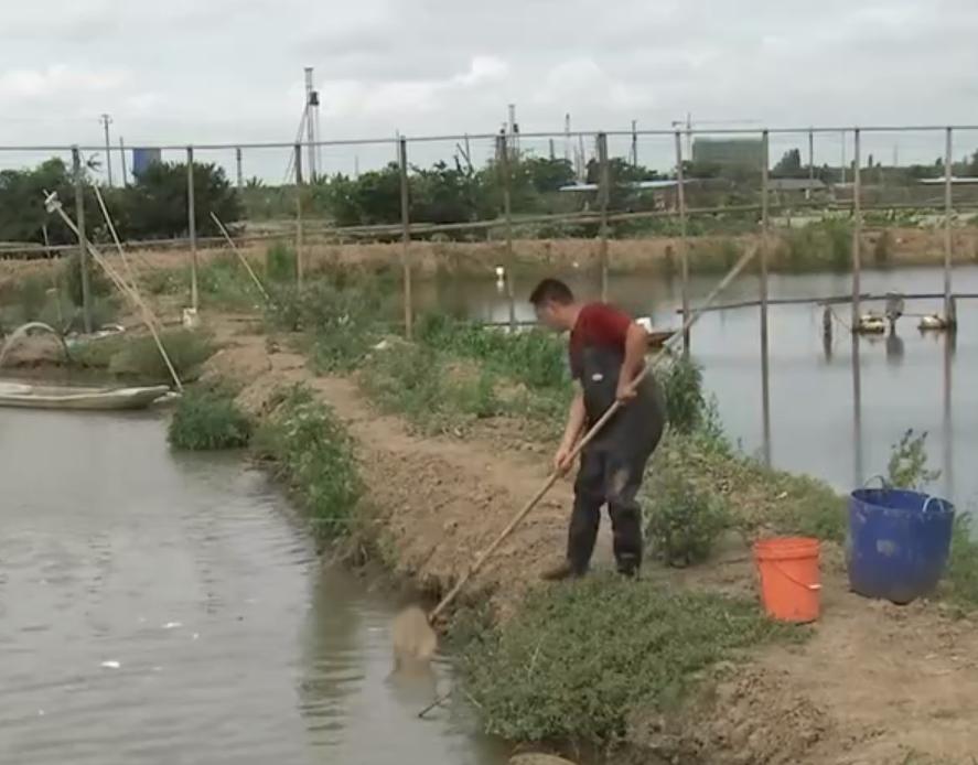 年轻小伙放弃年薪10万养殖,小伙放弃银行高薪养殖龙虾