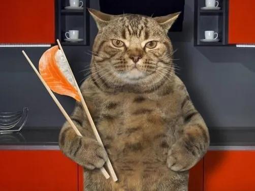 猫咪如何驯服另一只猫,猫咪要怎么驯服