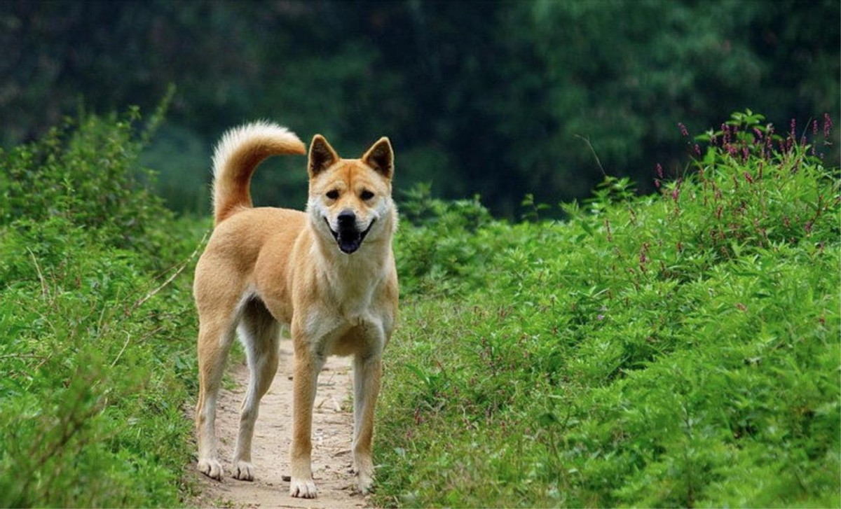身价8000的柴犬的表现是这样的,什么狗最好养又便宜柴犬