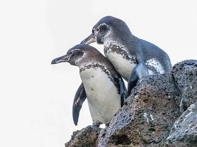 厄瓜多尔是个怎样的国家呢,厄瓜多尔的秘密