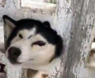 哈士奇有多调皮呢,哈士奇傻傻其实二哈聪明