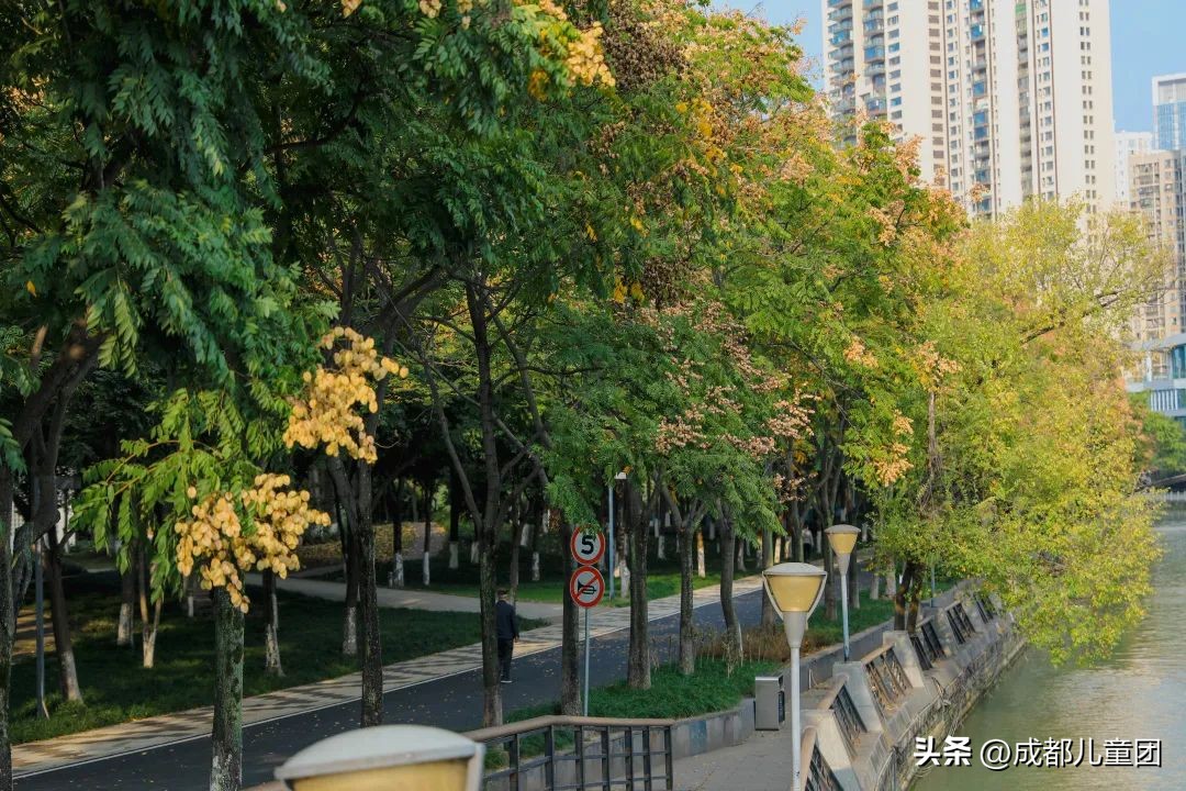 路边的银杏树是什么品种,银杏行道树