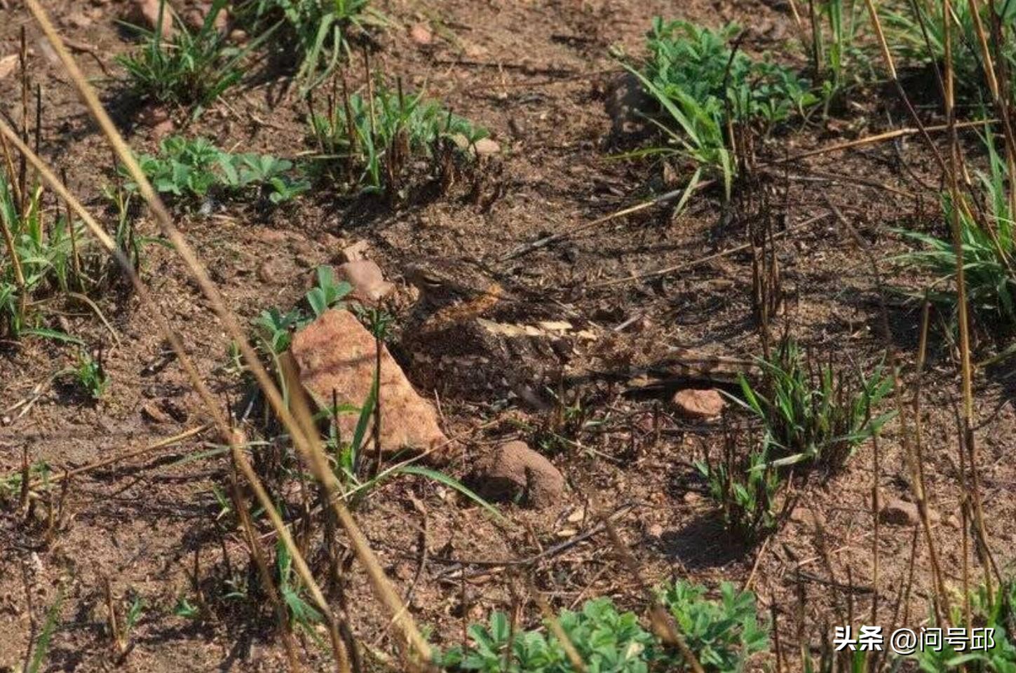 长得像飞禽一样的动物,长得奇怪叫声奇怪的动物