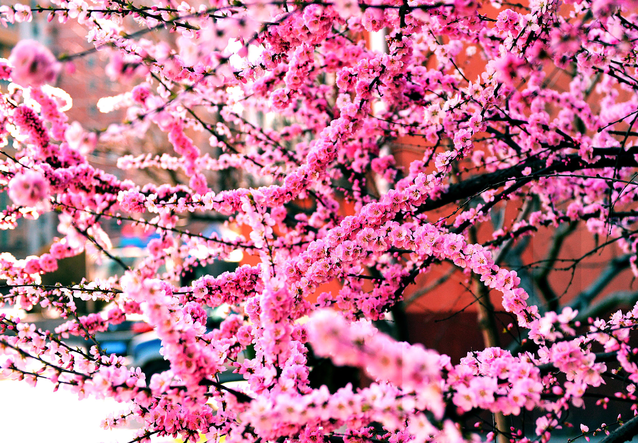 诗人张嵩诗歌作品选读塞上春早