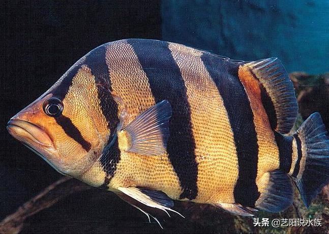 泰国虎鱼和泰北虎鱼哪个好养,泰虎和虎鱼哪个好