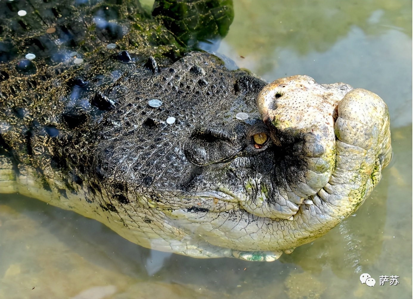 韩愈是怎么赶走鳄鱼的,韩愈写给鳄鱼的话