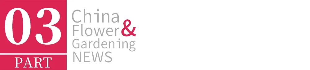 办公室花卉大气上档次,高端大气上档次花卉康乃馨