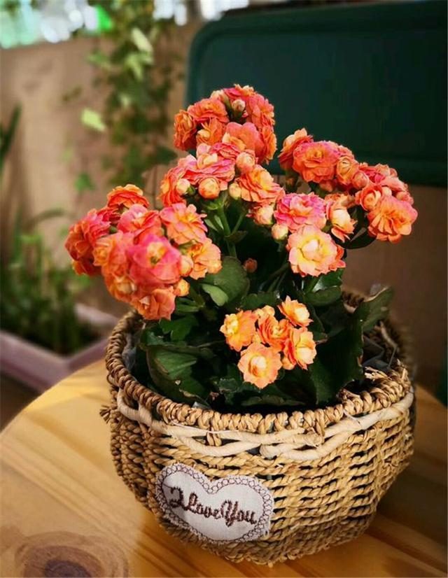 摆在家里最旺的十种花,什么花摆放卧室好养又好看