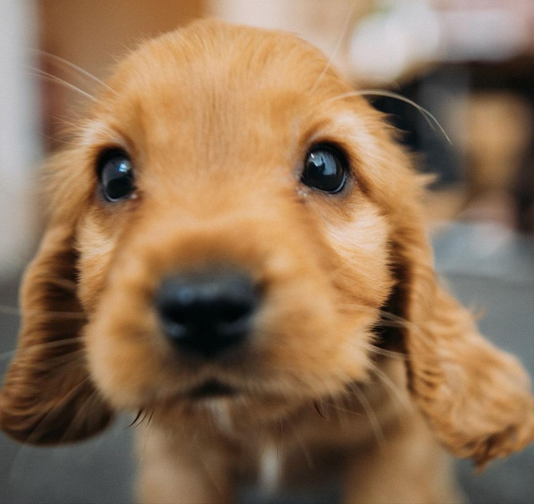 狗狗生长发育需要什么营养,狗狗生长发育顺序