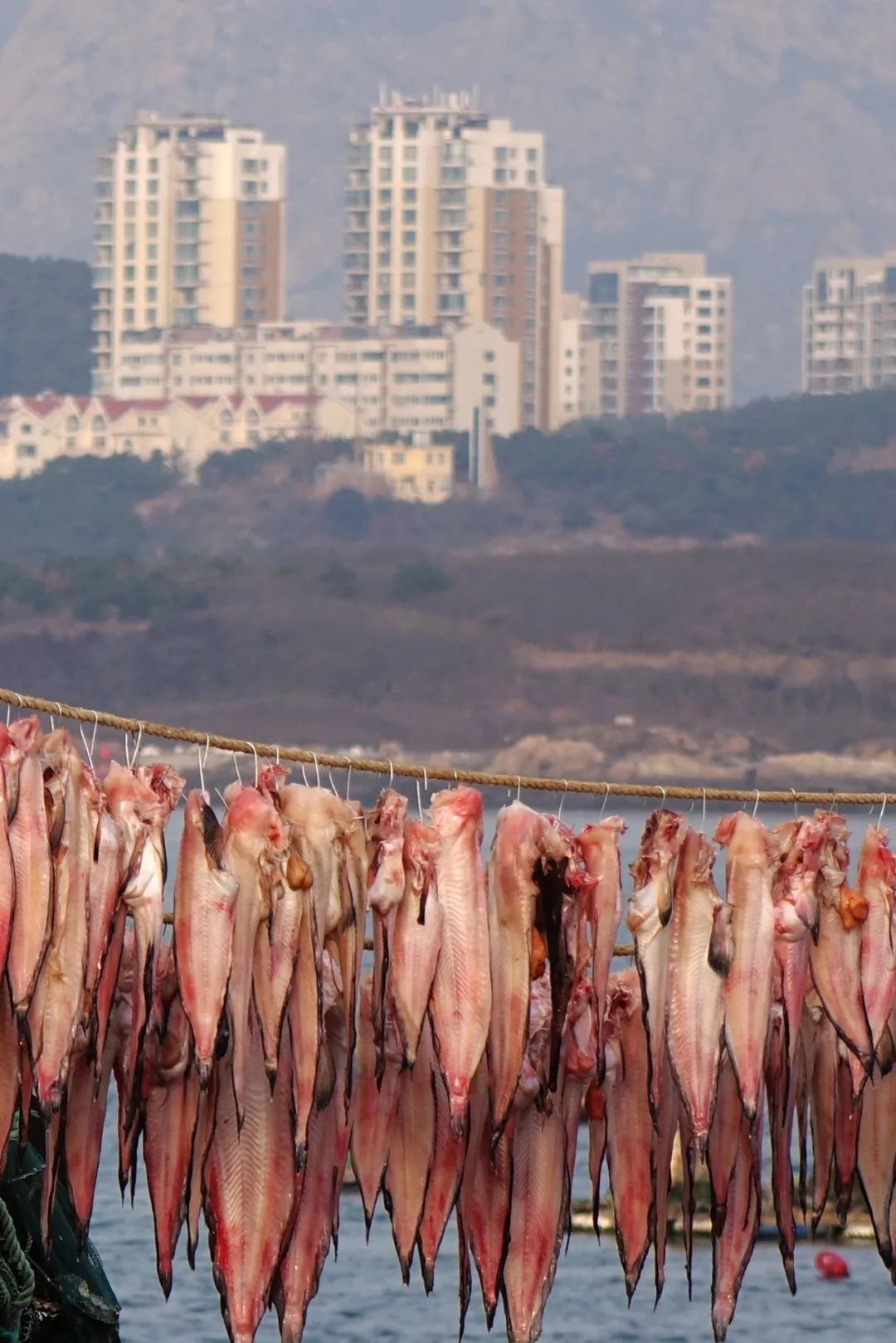 南方马鲛和北方马鲛哪个好吃,山东鲅鱼与南方马鲛鱼哪个好吃