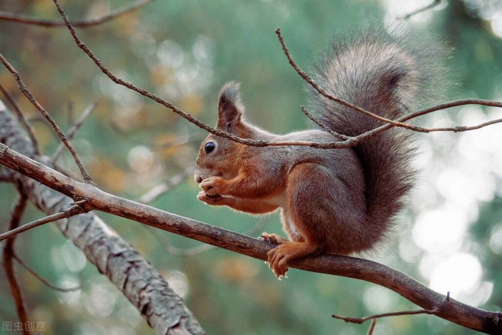一二三四五上山打老虎的歌怎么唱,一二三四五上山打老虎儿歌分析