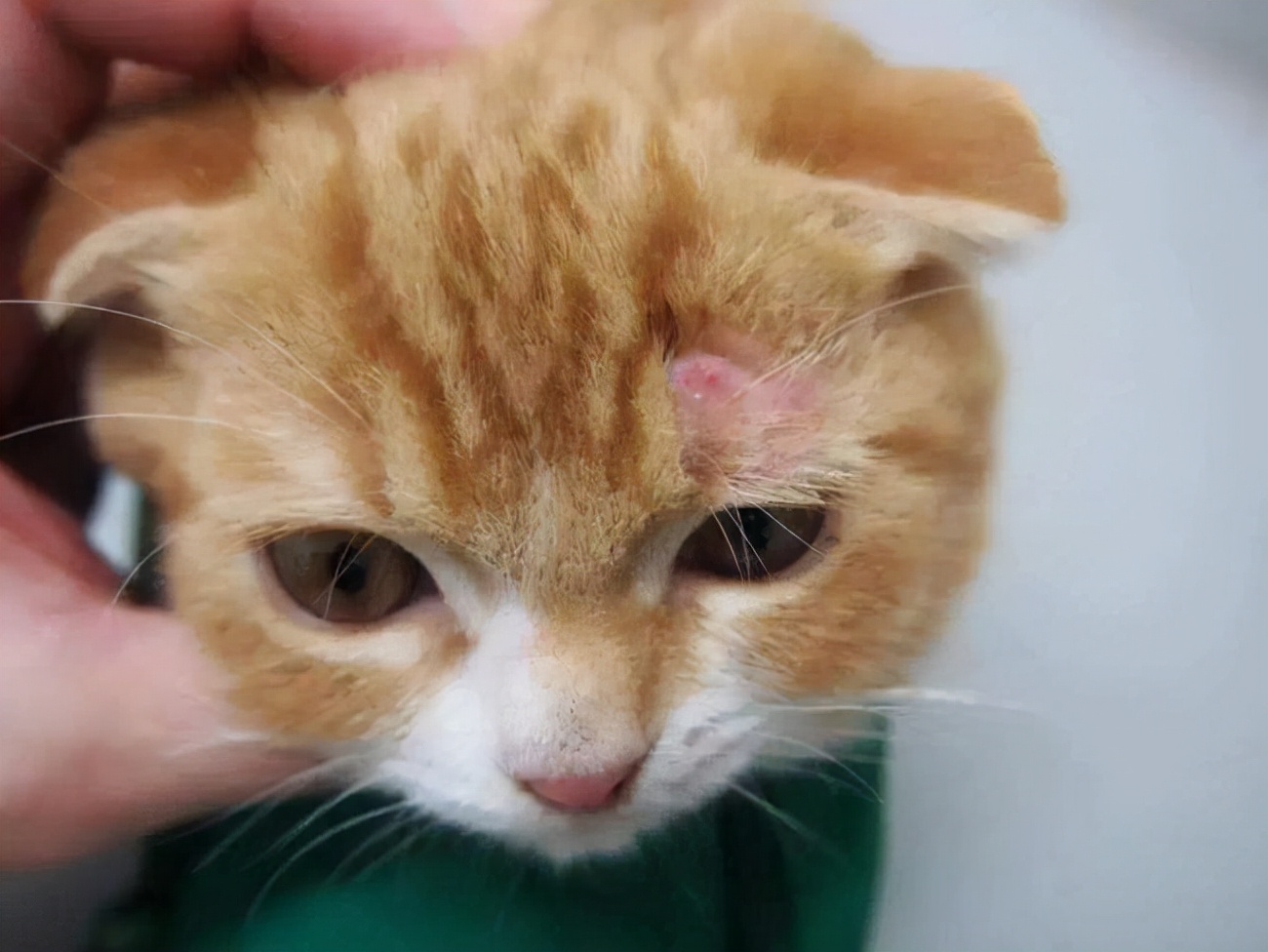 12年养猫经验教你如何治疗猫癣,关于猫癣的诊断与治疗