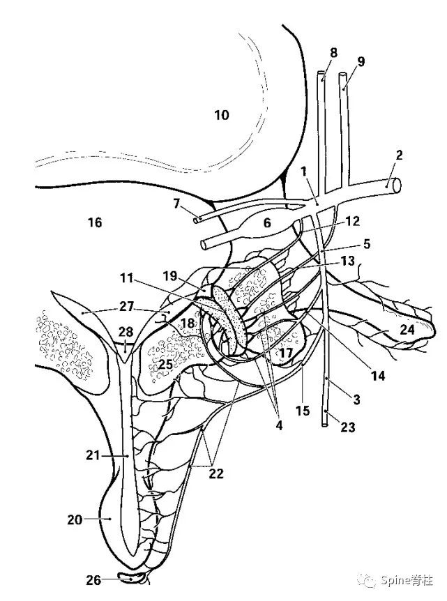脊神经支配区域解剖图简图,脊神经及其分支的支配范围