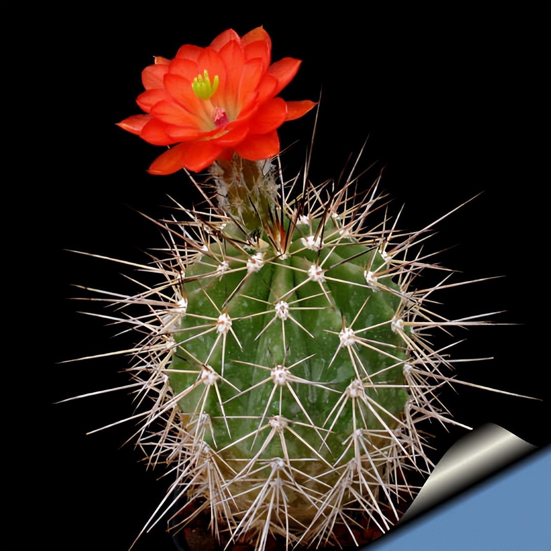 美丽/奇异花草欣赏系列——各种仙人球之“虾”