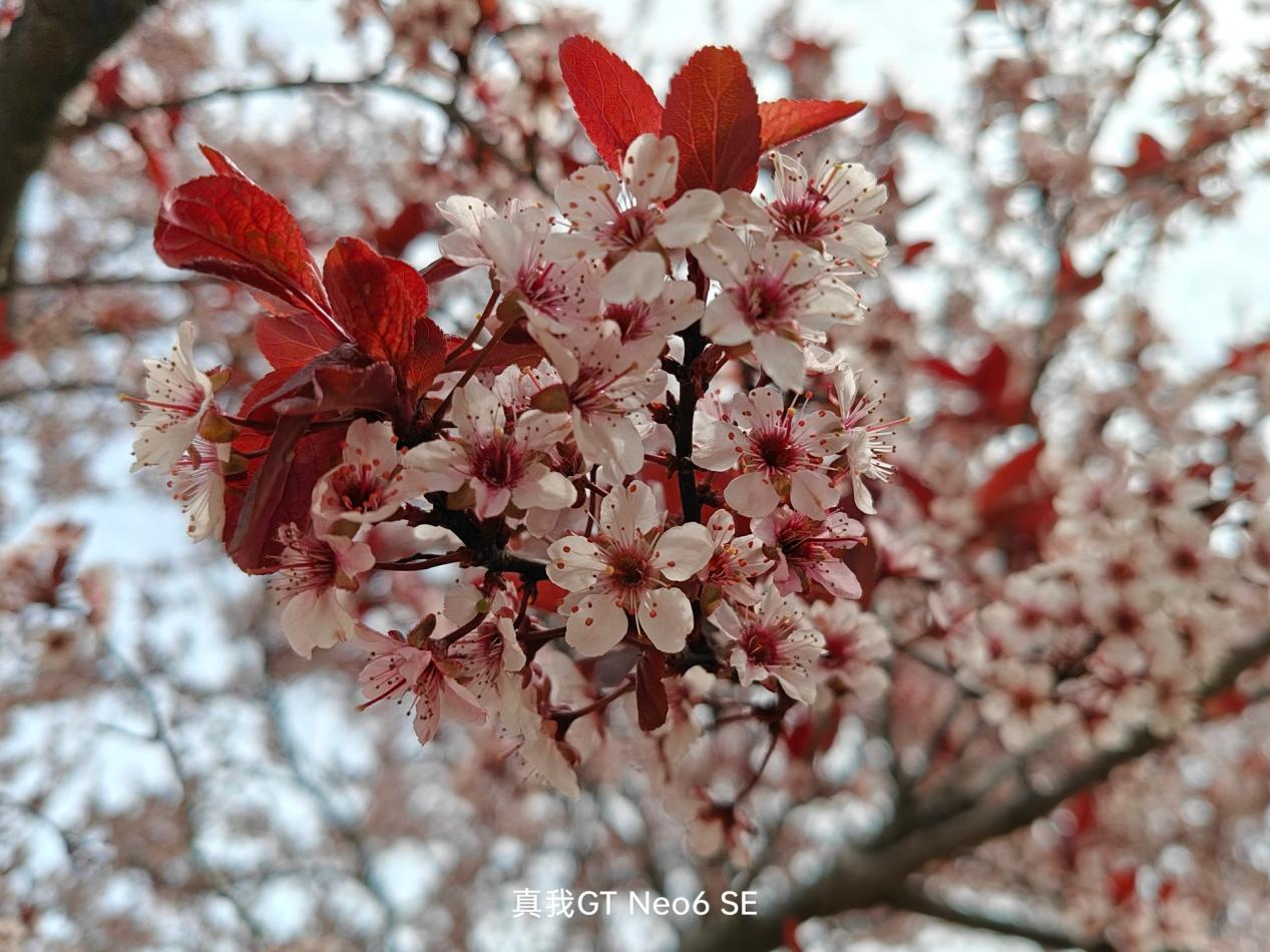realme真我GTNeo6SE体验,realme真我gtneo6se拍照怎么样