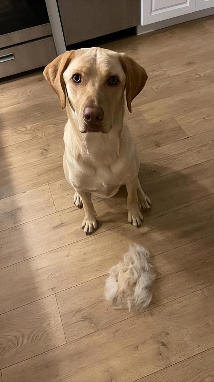 狗狗毛发稀疏是缺乏维生素吗,狗狗毛发少是基因问题