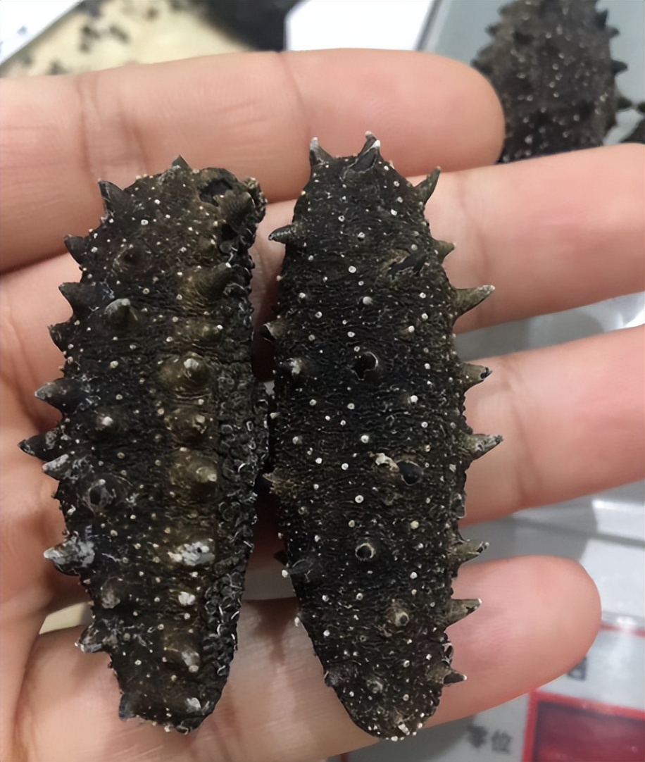 海参价格大概多少钱一斤最合适,海参价格一斤多少头最好