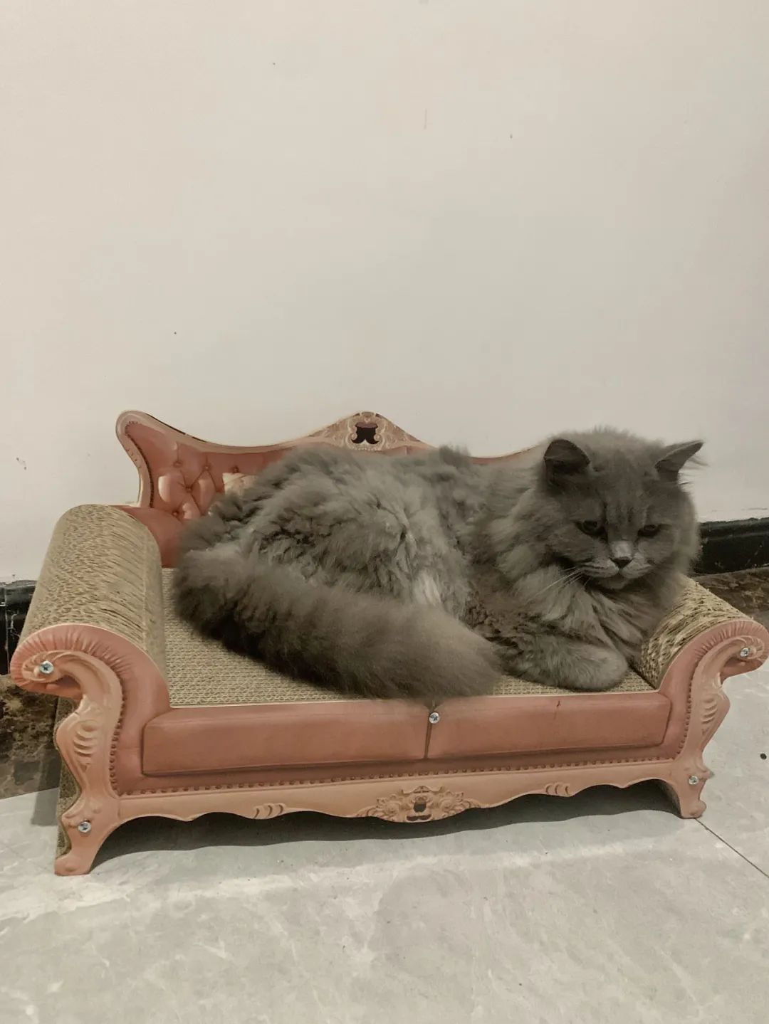 拼夕夕好物推荐第一集,拼夕夕的平价好物有哪些