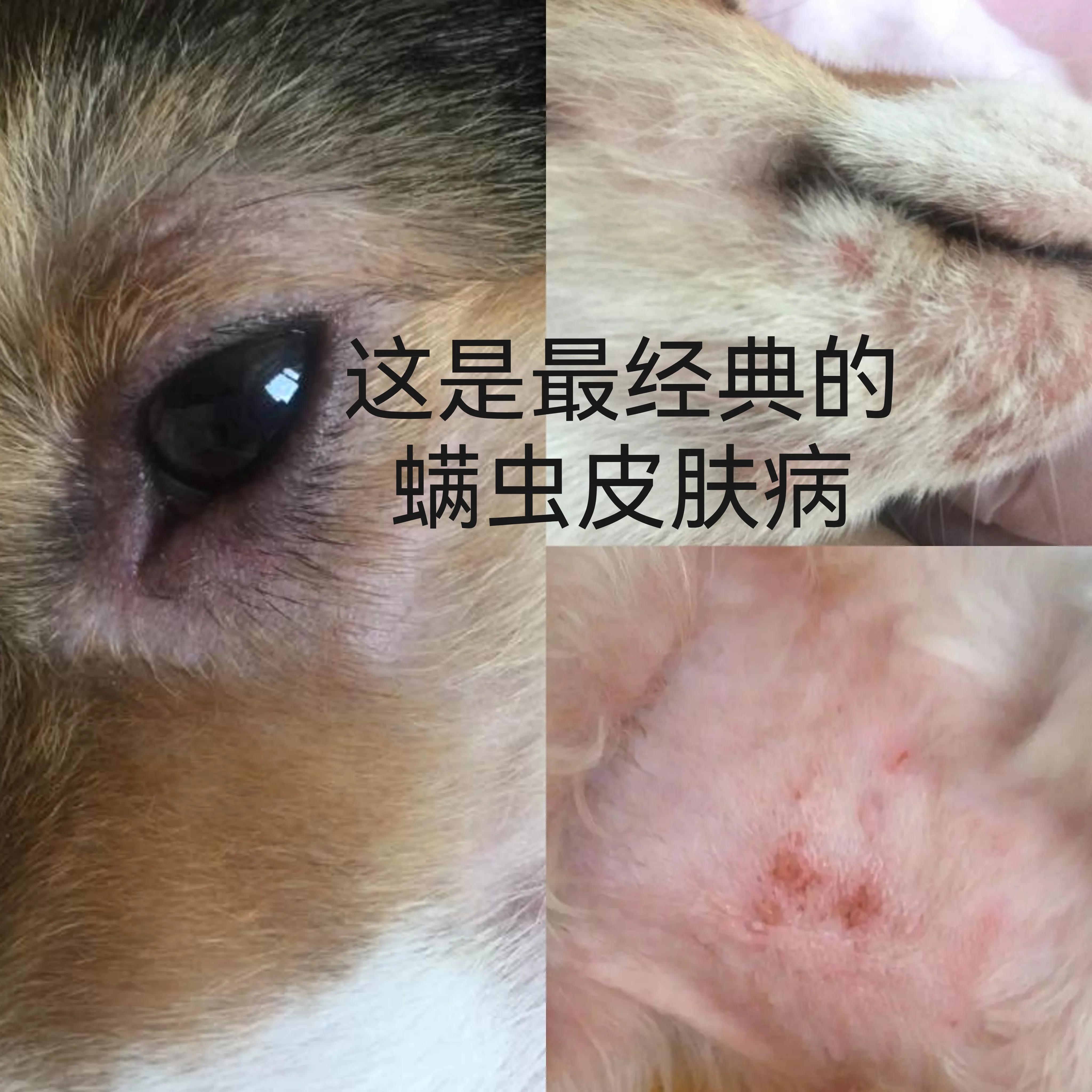治愈数百条皮肤病狗的便宜药方,如何快速治疗皮肤病狗