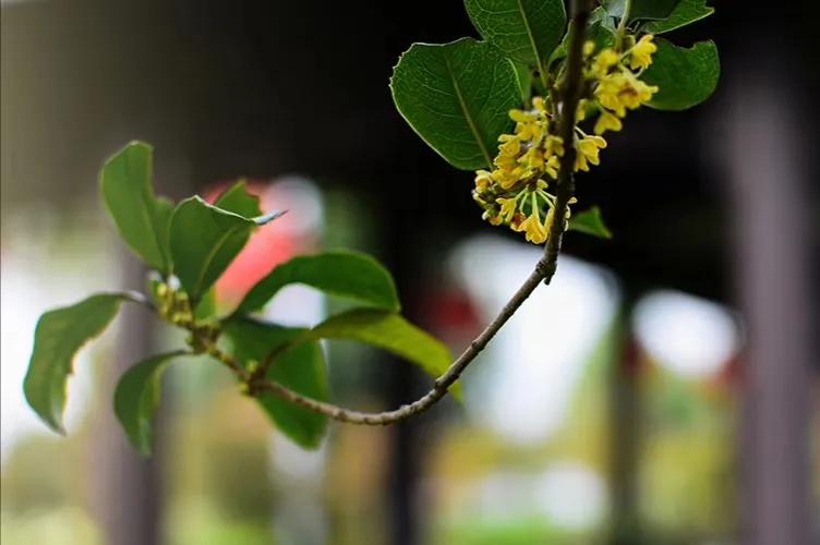 诗意桂花,诗意的梅花
