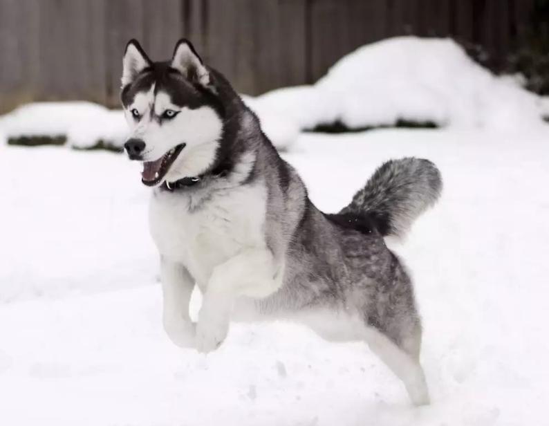 最常见的11种狗狗,比较常见的四种狗狗