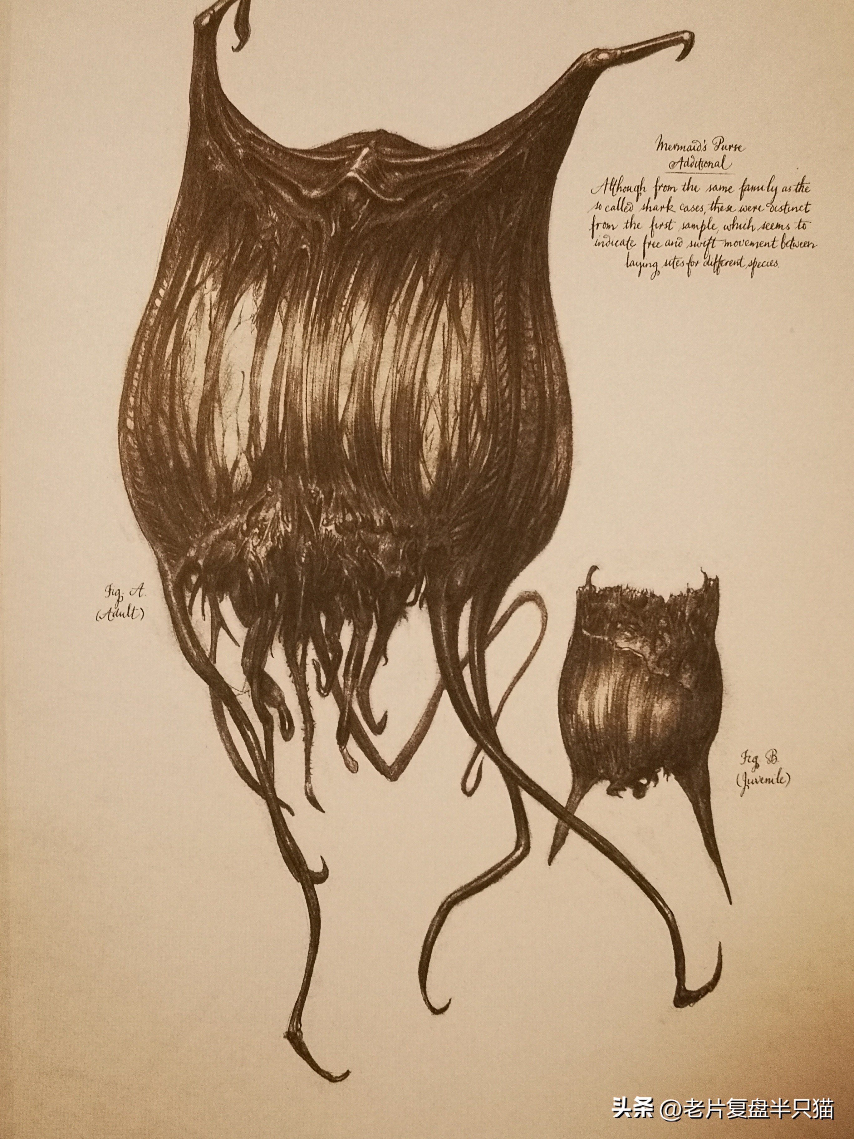 仿生人大卫的秘密,仿生机器人大卫