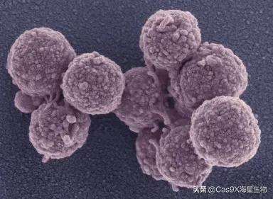 支原体的检测方法,支原体的检测方法常用