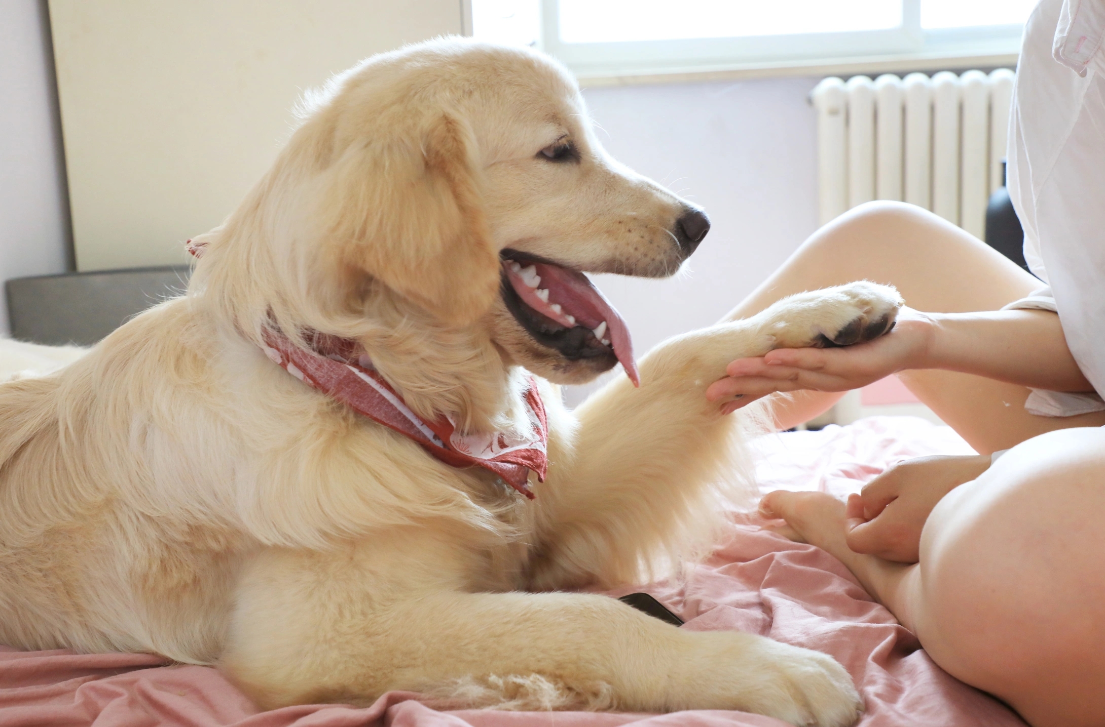 狗狗嘴巴臭怎么去除,狗狗嘴巴臭是什么原因怎么解决