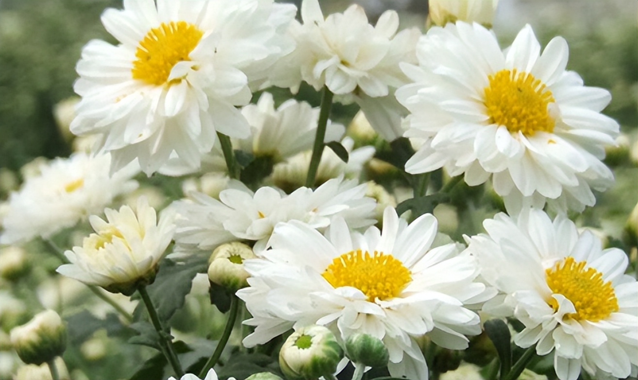 什么样的菊花泡水最好呢,菊花用哪种品种的泡水喝好