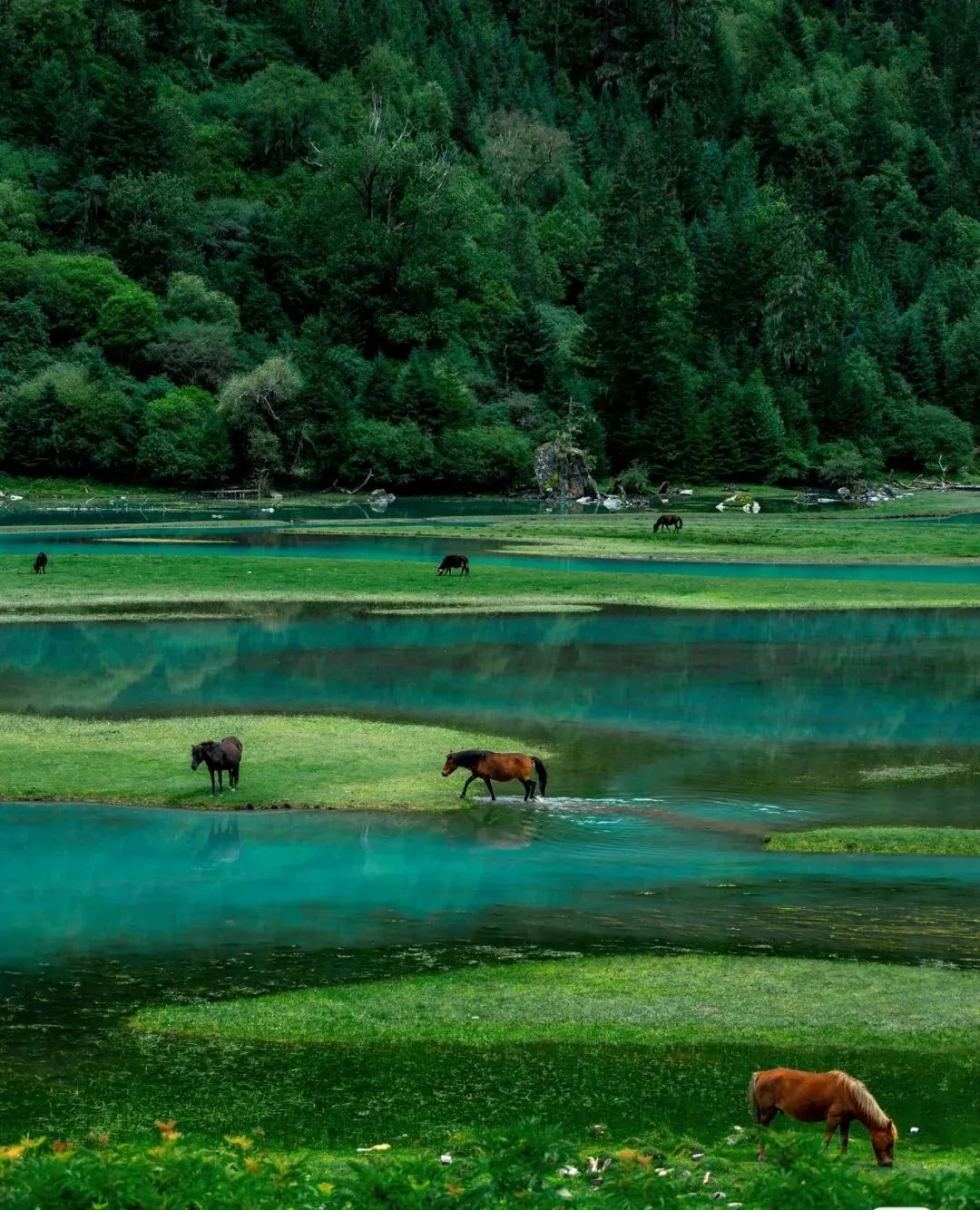 火出了圈,甘孜文旅局长化身侠客火出圈