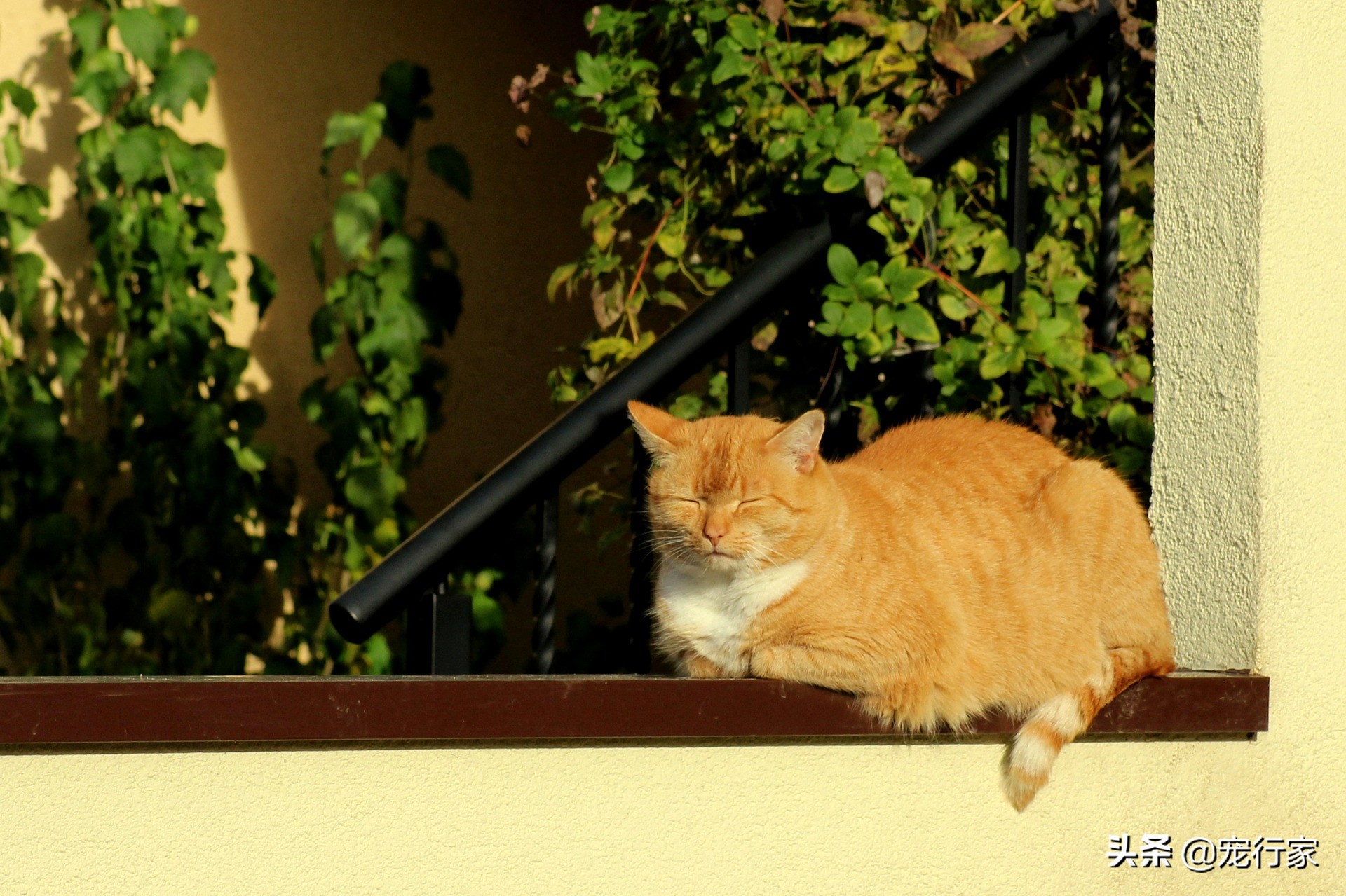 夏日猫咪晒太阳,猫咪害怕晒太阳怎么办