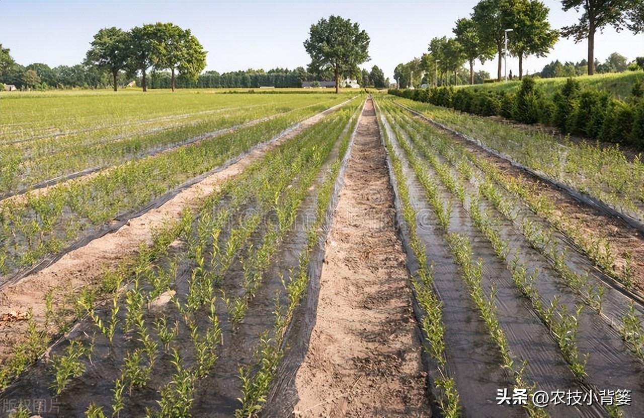 茶花扦插用什么方法成活率高,夏季扦插茶花枝条必须马上扦插吗