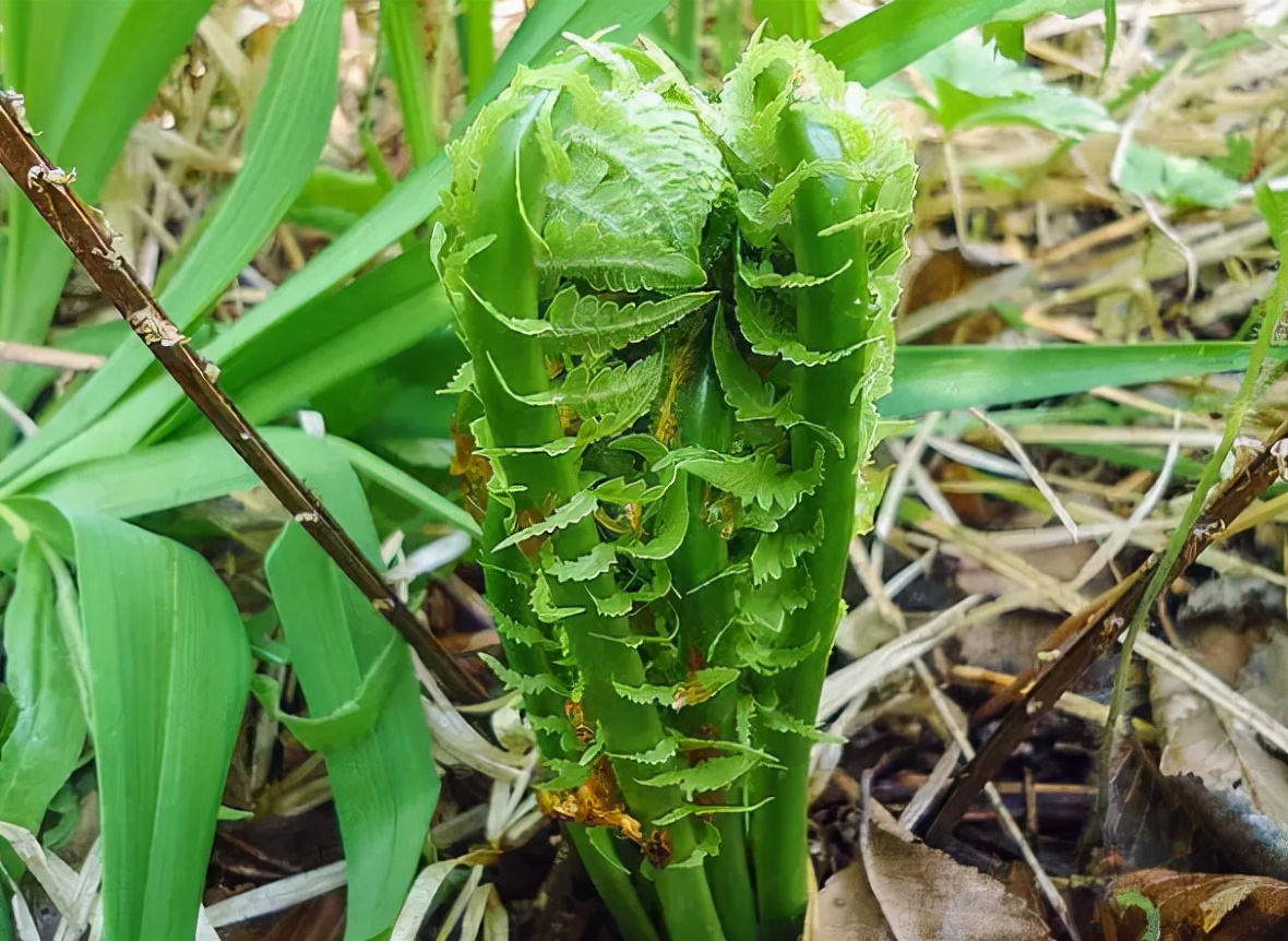 东北山野菜名和图片,东北的特色美食山野菜