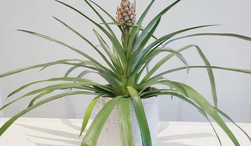 吃水果把核吞进去了,吃完芒果把核扔花盆里