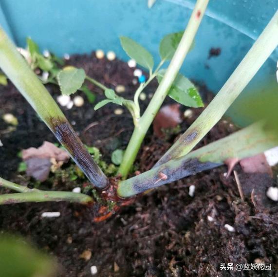 月季顶端枝接如何防止黑杆,月季修剪后上面黑杆了怎么办