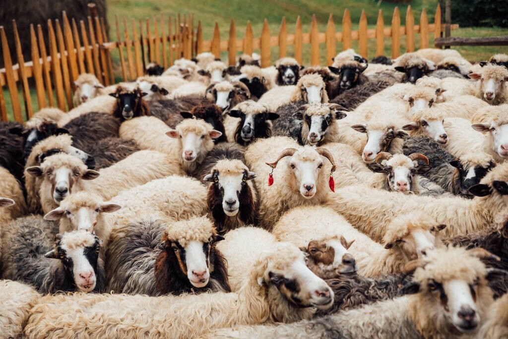 怎样科学养羊最赚钱养羊技术大全,养羊致富之路