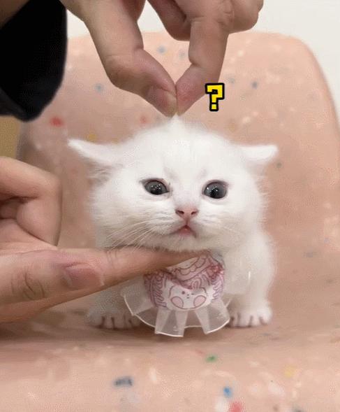 喜当爹!三只公猫凑不出一个蛋,结果...谁给母猫肚子搞大了!