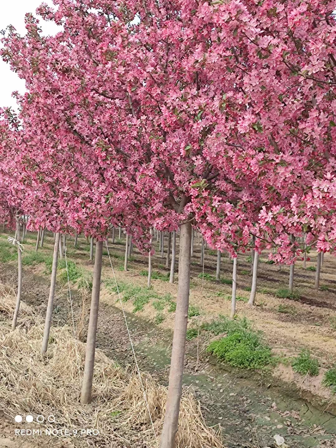 海棠果不发芽怎么办,海棠树不生芽怎么办