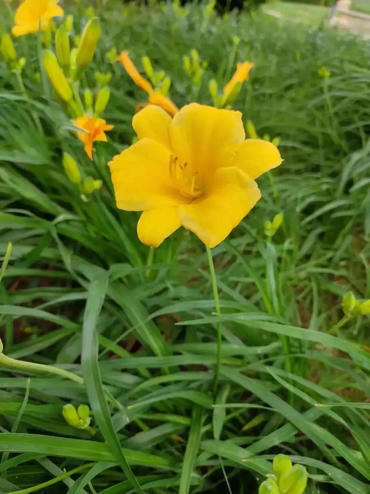 优美的萱草花,大花萱草好看的品种
