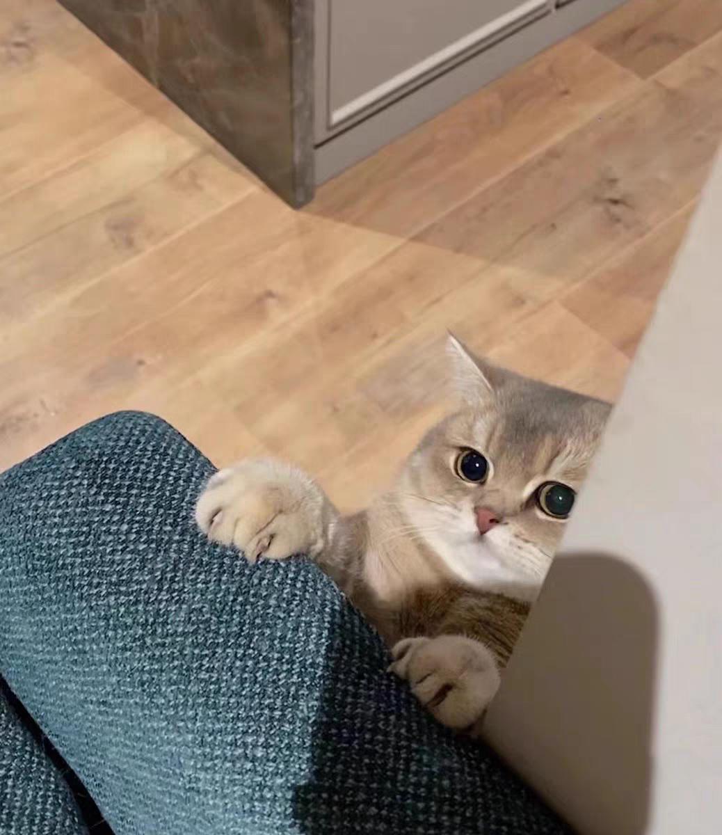 母猫吃什么猫粮好？母猫适合吃什么猫粮？