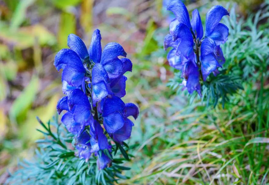 雪上一枝蒿可以祛风散寒吗,雪上一枝蒿治风湿