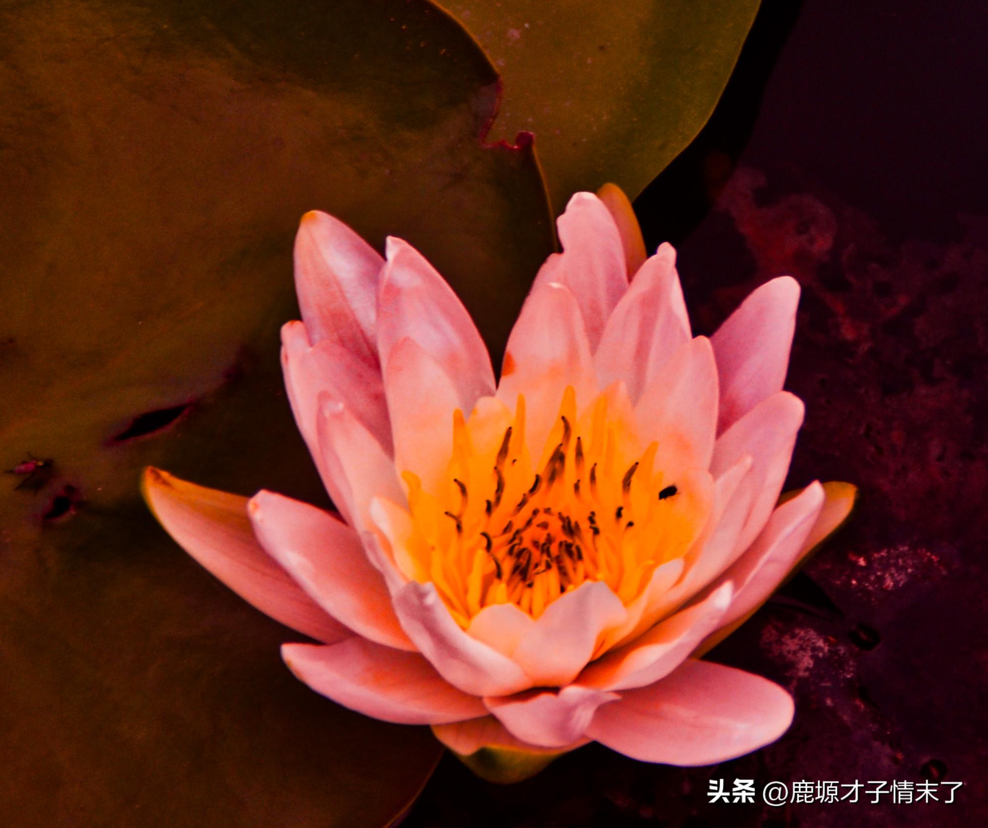 选择性记忆初中数学,选择性记忆全文