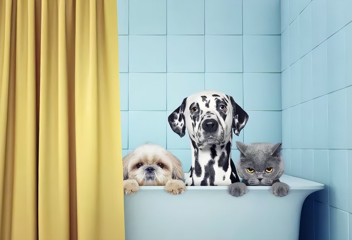 科学养猫攻略之新手养猫注意事项,猫怎么养新手养猫需注意4大问题