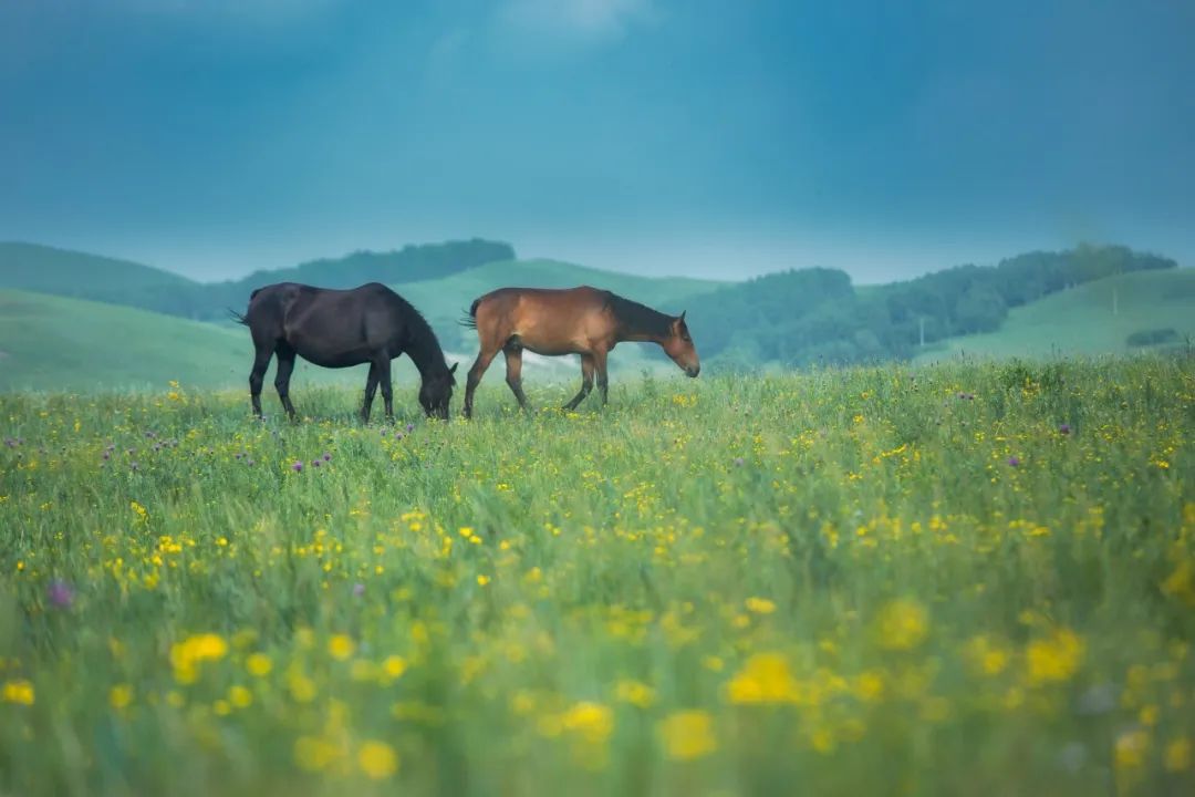 离北京最近的草原避暑胜地,华北夏季避暑好去处