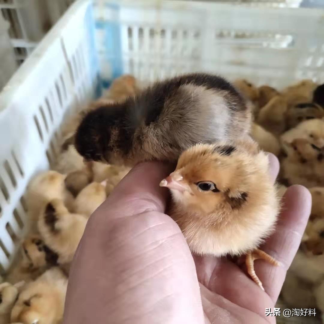 合作养殖鸡骗局,合作养殖鸡苗有上当受骗的吗