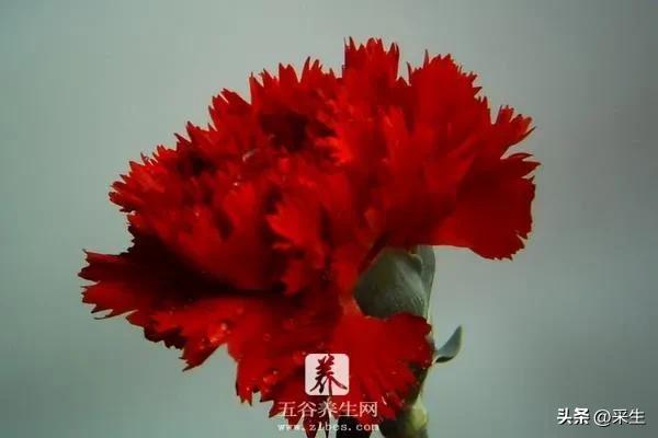 康乃馨送给妈妈,献给母亲的康乃馨诗句