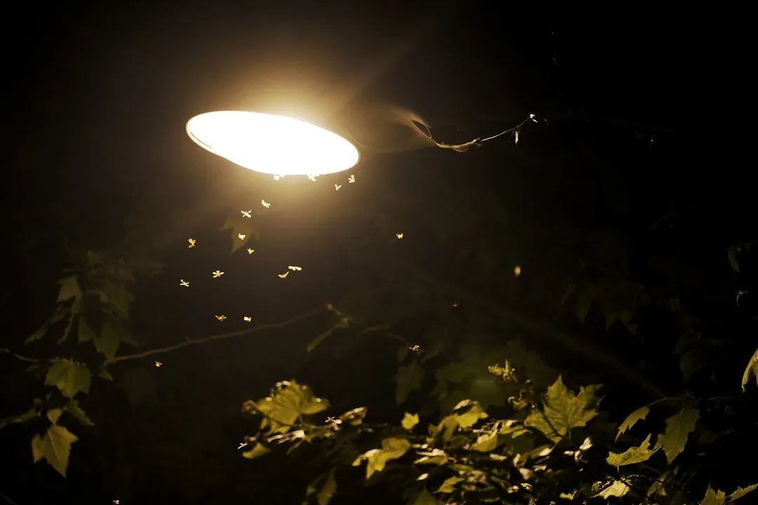 蚂蚁白蚁怎么防治,白蚁分飞勿要慌防治攻略请收好