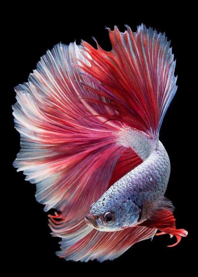 虾田72杂鱼之三中华斗鱼，被人误解的粗壳鱼却是最有价值的小杂鱼